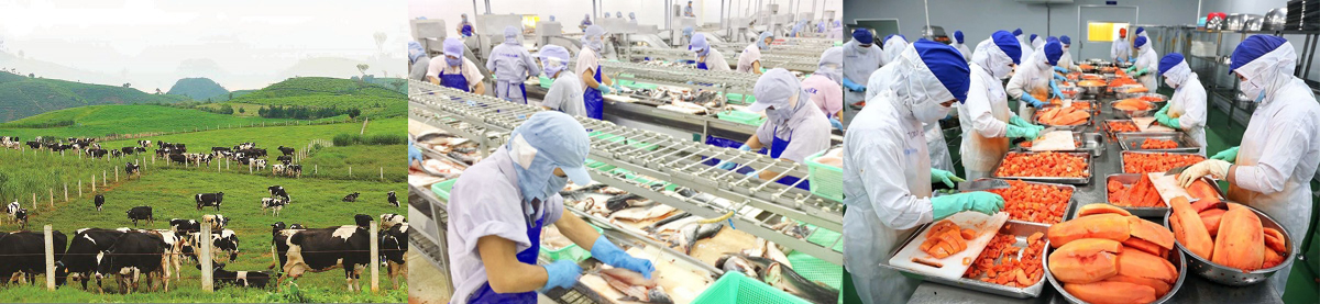 chứng nhận iso 22000:2018